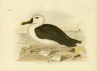 Yellow-Nosed Albatross by Gracius Broinowski